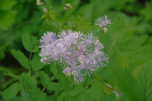 De joilies fleurs dans la valle du Grist