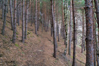 La foret vers la Font del Ferro