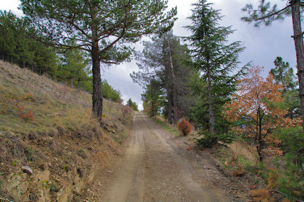 En montant au Puig de Llivia