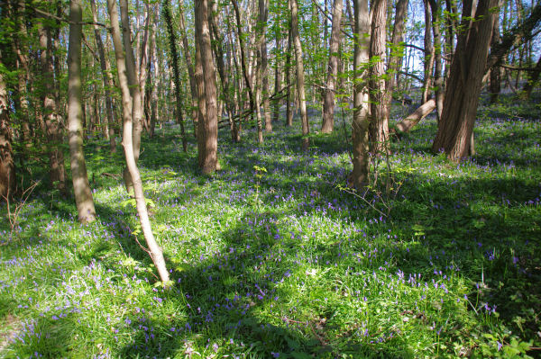 C_est le printemps sous le Fort d_Ecouen