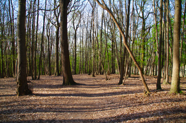 Dans la fort de Raide Montagne