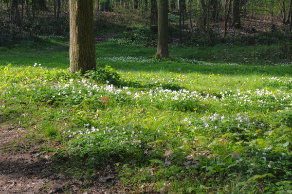 Sous bois fleuri