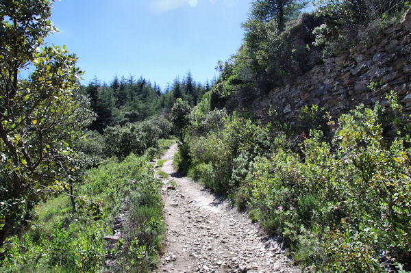 Le sentier remonant aux Excoles