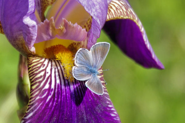 Iris et papillon