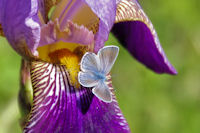 Iris et papillon