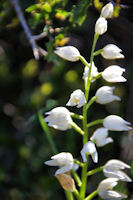 Orchidee blanche