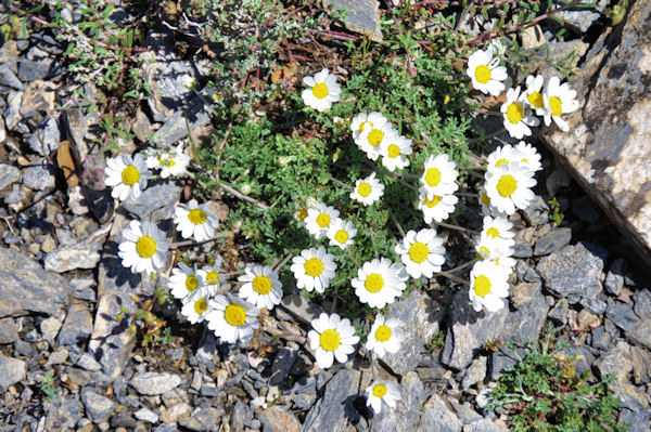 Jolie bouquet