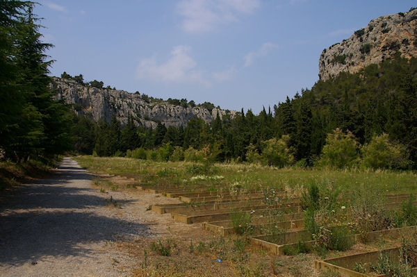 Des casiers  asperges au dpart du Rec d'Argent