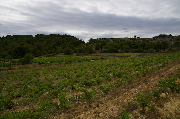 A Gamare sur l'Ile St Martin