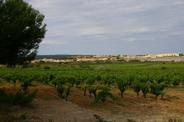 Vue de Gruissan depuis Penelle sur l'Ile St Martin