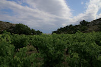 Les vignes de La Clotte, au fond on appercoit Port La Nouvelle