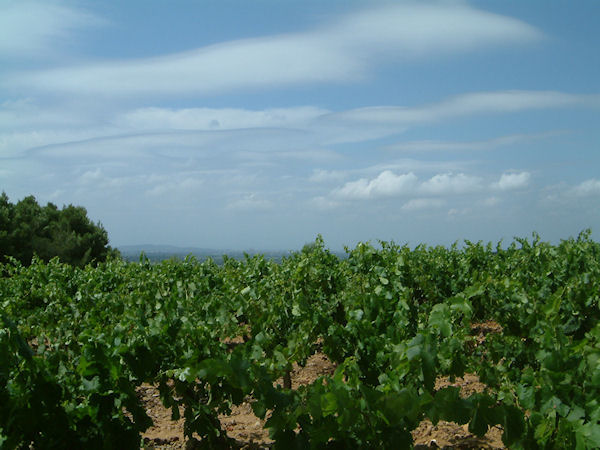 Les vignes au dessus de Capoulade