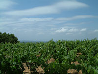 Les vignes au dessus de Capoulade