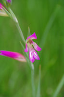 Une orchidee sur les bord du Canal du Midi