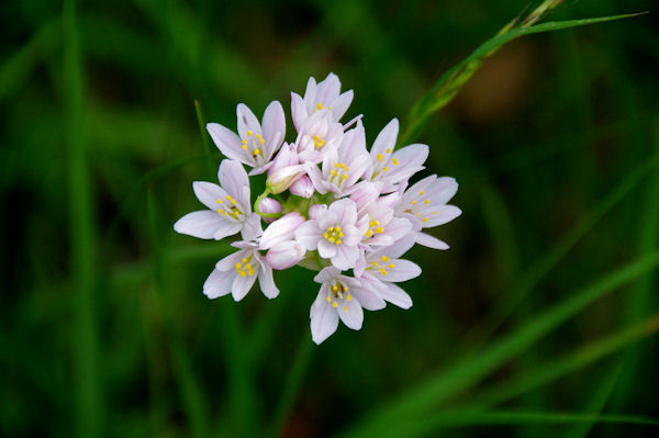 Une orchide sur les bord du Canal du Midi