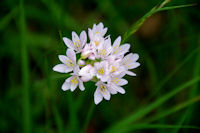 Une orchidee sur les bord du Canal du Midi