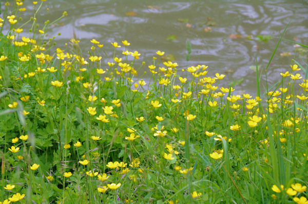 Sur les bords du Canal du Midi