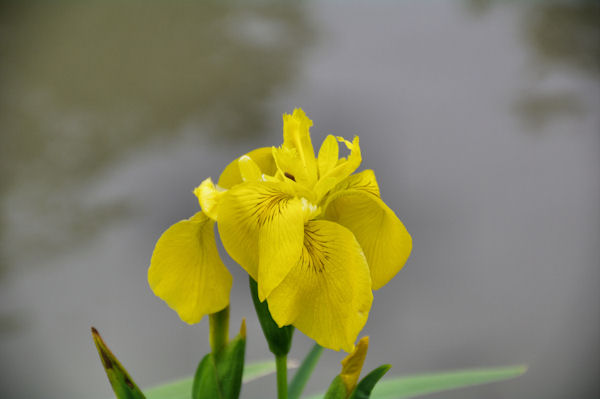 Iris jaunes au bord du Canal du Midi