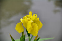 Iris jaunes au bord du Canal du Midi