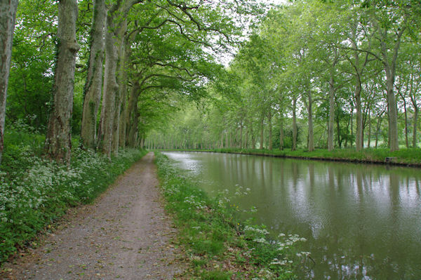Le Canal du Midi en aval de l_cluse de Gay