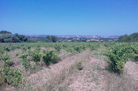 Les vignes de la Combe des Couleuvres, au fond, Narbonne