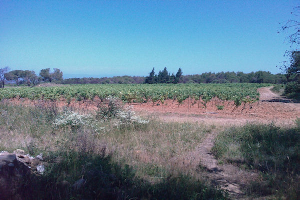 Les vignes du Plan d'Izard