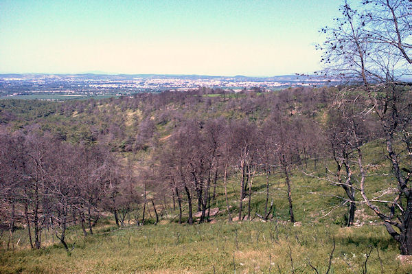 Les arbres calcins en descendant vers la Combe des Couleuvres