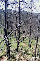 Les arbres calcins en descendant vers la Combe des Couleuvres