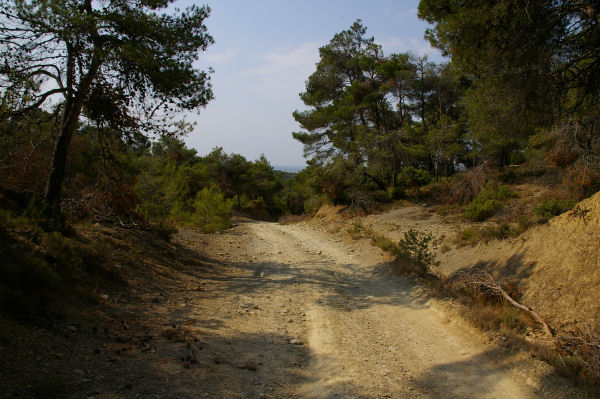 La route forestire qui descend vers Les Abatuts