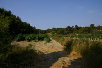 La vigne des Abatuts Hauts