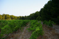 La vigne  l'entre de la Combe de Lavit