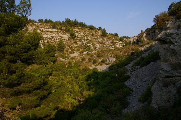 La vgtation dans le lit du ruisseau de la Combe de Lavit se densifie