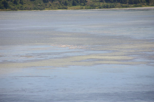 Des flamans roses sur l'tang de Peyriac de Mer