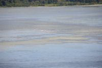 Des flamans roses sur l'tang de Peyriac de Mer