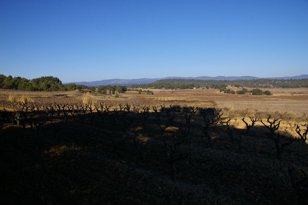 Paysage de vignes vers Les 3 eaux