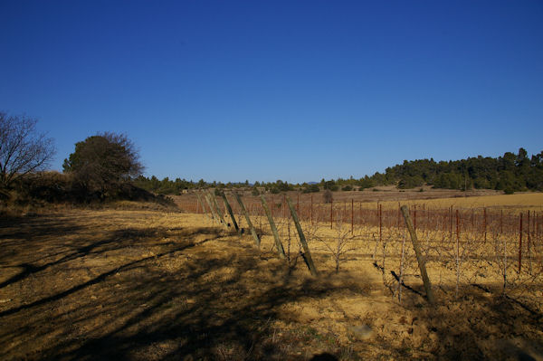 Paysage de vignes vers Gibalaux