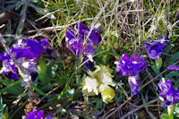 Iris nains jaunes et violets