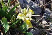 Un iris jaune nain