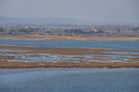 Flamants roses sur l_Etang de Campignol