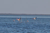 Flamants roses sur l'Etang de l'Ayrolle