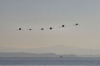 Decompostion du vol des flamants roses