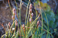 Une orchidee sur l'Ile St Martin