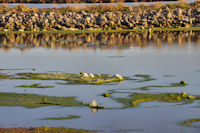 Sur les salins de Gruissan