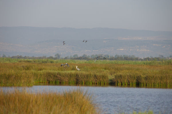 Canards et hrons sur l'tang de Campignol