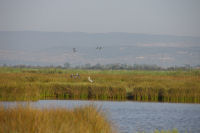 Canards et herons sur l'etang de Campignol