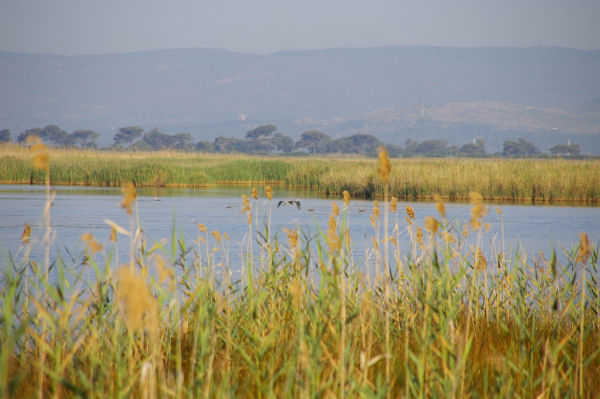 Canards et hrons sur l'tang de Campignol