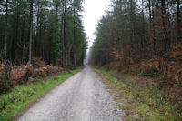 Le chemin aux Bruyres des Augers