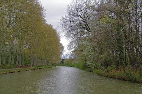 Le Canal du Midi prs de Castelnaudary