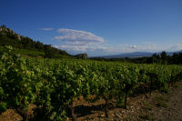 Le vignoble du Domaine des Figuires