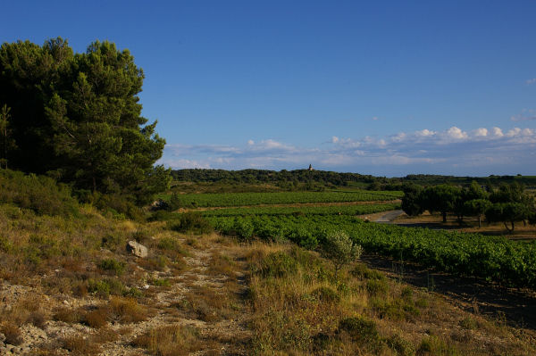 Les vignes des Mongettes